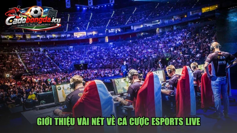 Giới thiệu vài nét về cá cược Esports live